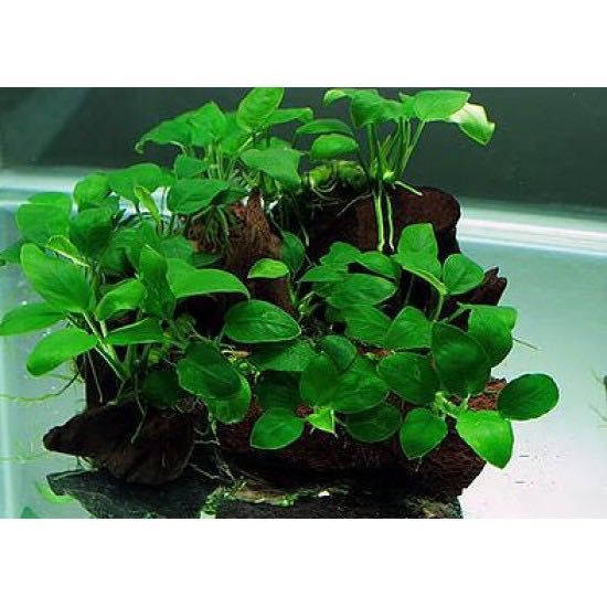 Папоротник таиландский узколистный + Анубиас нано.  Растения. Аквариум