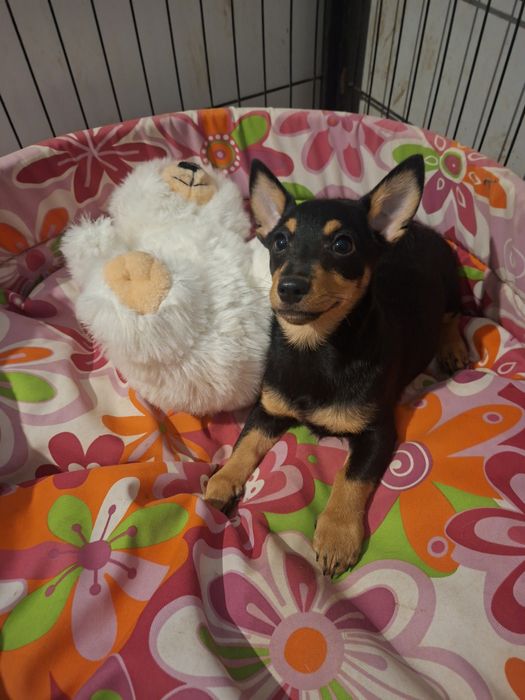 Cudowna sunia Lancashire Heeler FCI