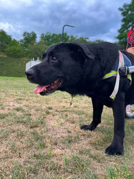 Labrador Gimli pies na wózku odebrany interwencyjnie czeka na szansę i adopcję