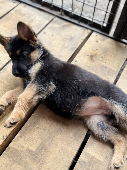 Лозовая Щенки Чистокровной Немецкой Овчарки от Заводчика