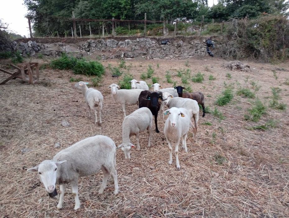 Ovelhas bordaleiras