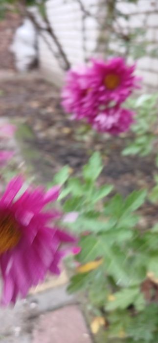 Хризантема/дубки/ разных цветов