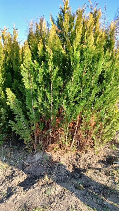 Sprzedam młode tuje