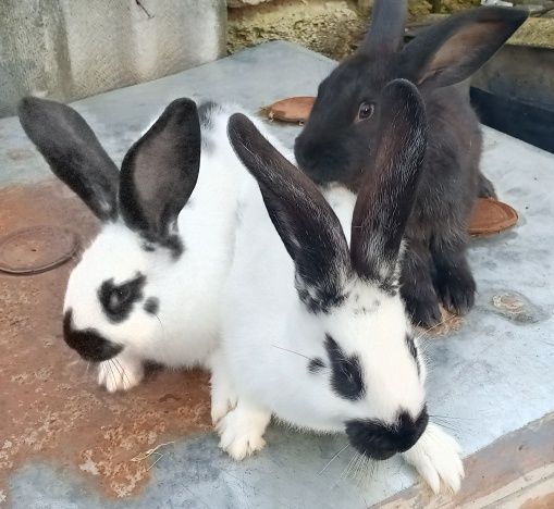 Кролики Строкач+Полтавське срібло