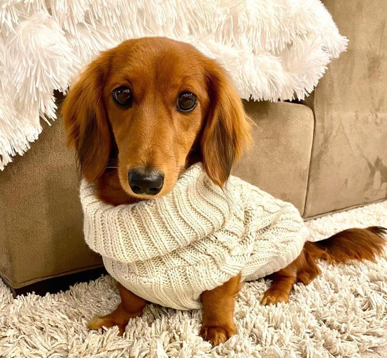 Кроляча довгошерстна красуня