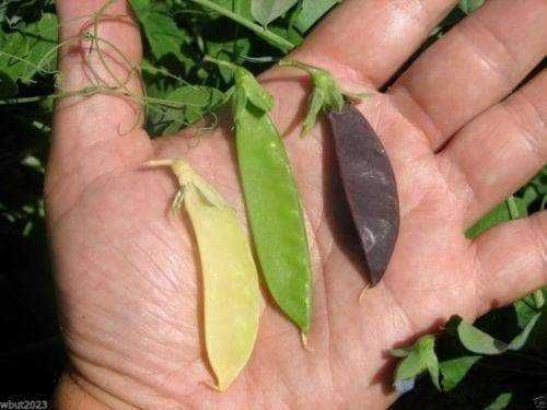 Semenes de Ervilha de vagem ROXA