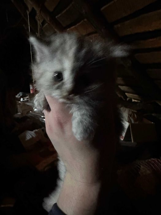 Породистие кошенята
