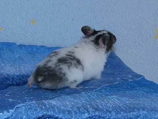 Хомяк, хомяки крупные ( детёныши) Имеются сатиновые ( атласные)