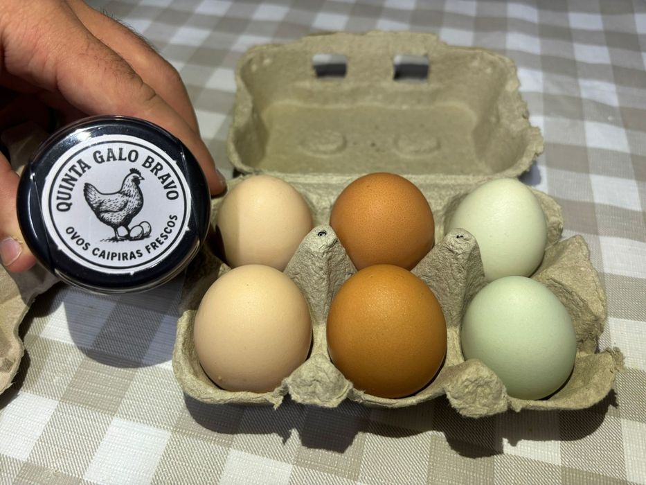 Ovos caseiros frescos – galinhas soltas (Gilmonde/Braga)