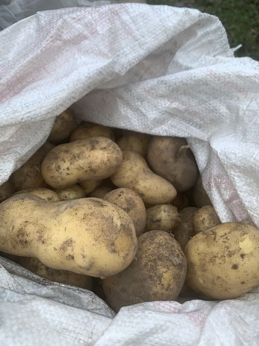 Продам домашню картоплю сорт граннада