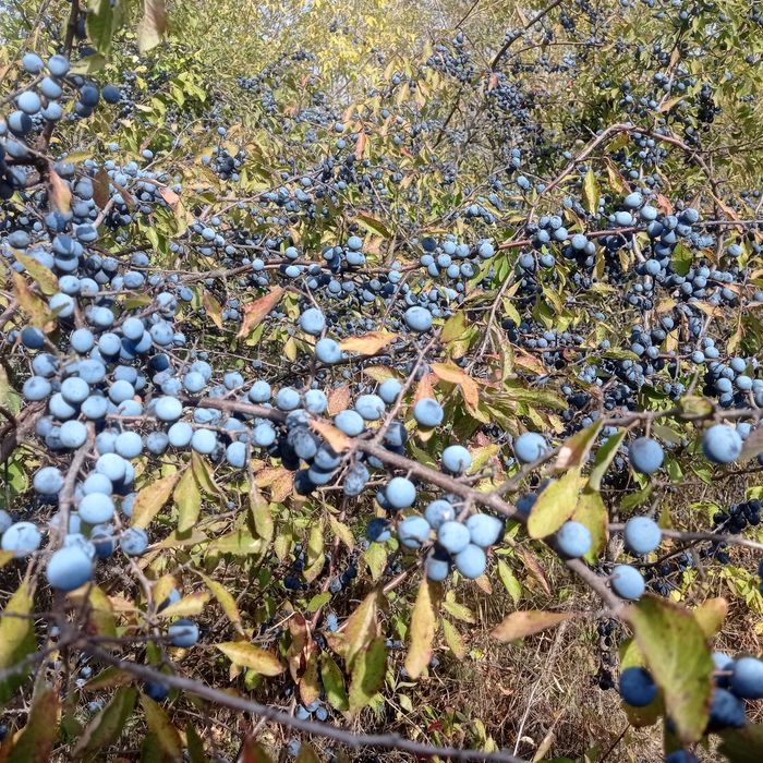 Глід, червона горобина, терен, шипшина, аронія, сушені і свіжі ягоди.