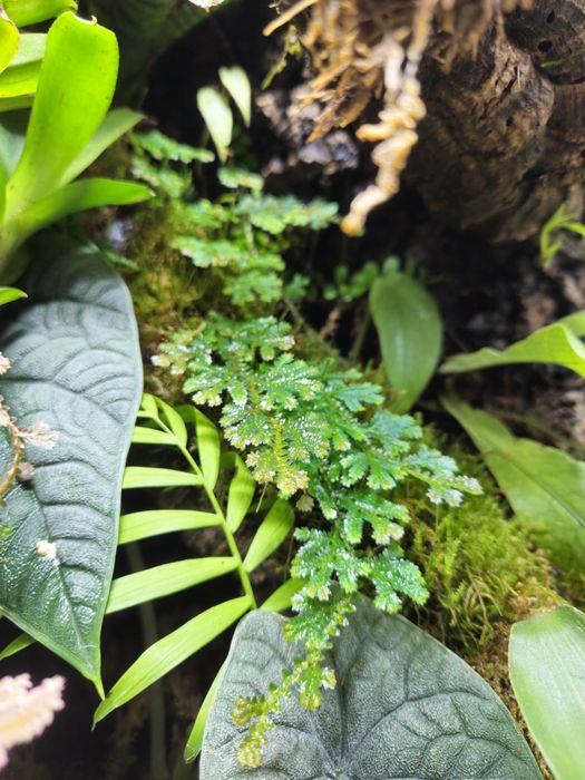 Selaginella uncinata