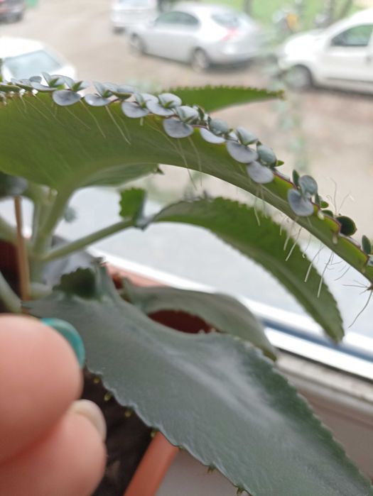 Кiełki kalanchoe. Kalanchoe daigremontiana