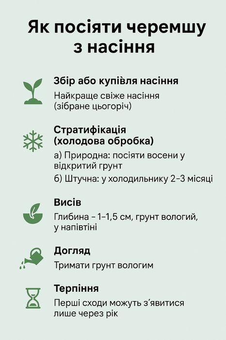 Насіння черемші, дикий часник ведмежа цибуля