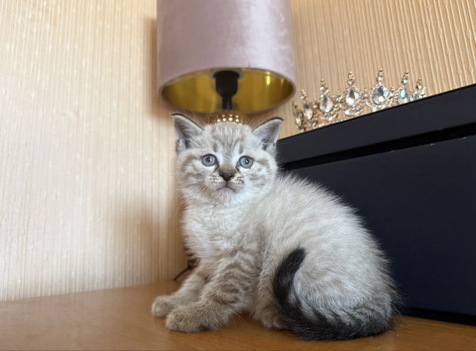 Шотландский Мур )