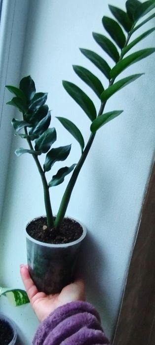 Комнатные цветы .