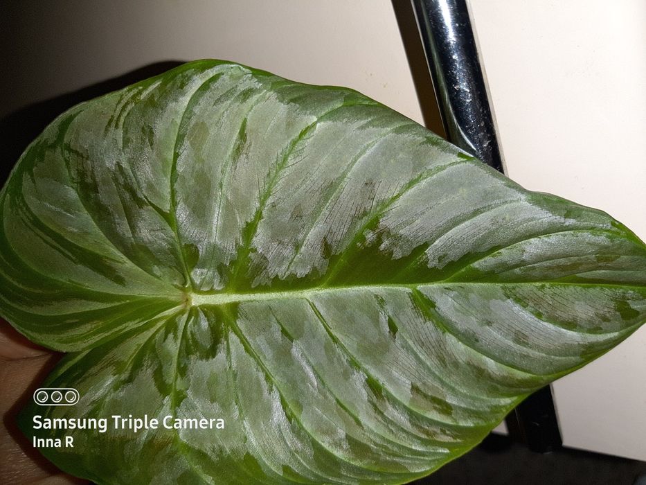 Филодендрон маджестик