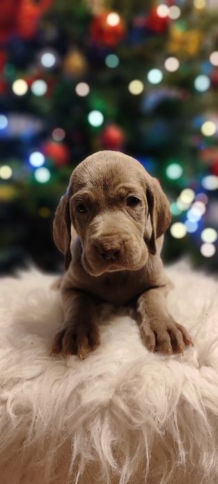 Wyżeł Weimarski szczeniak