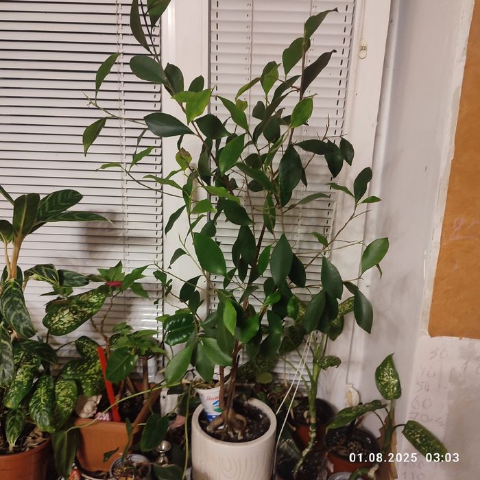 Фикус Бенжамина большое растение