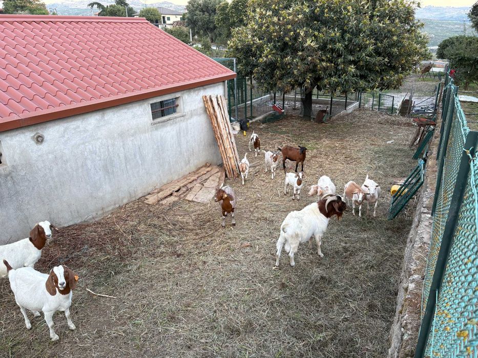 Cabras Boer e Cruzadas