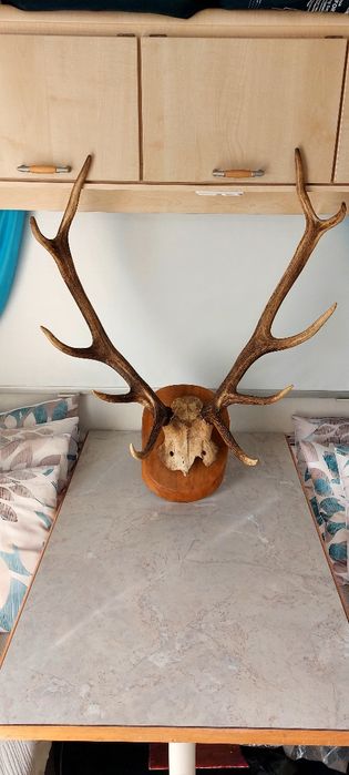 Poroże Jelenia obsadzone na desce