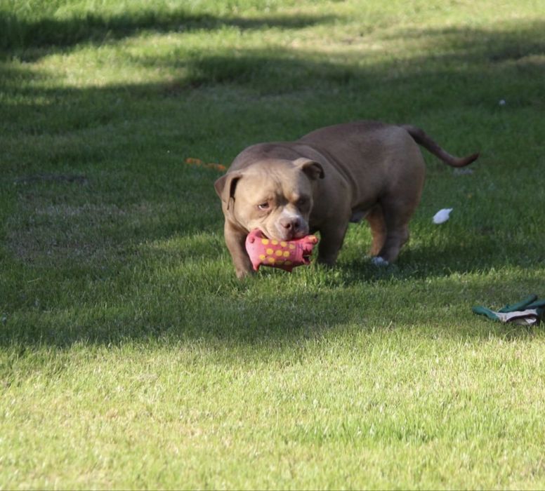 American bully samiwc 6 miesiecy