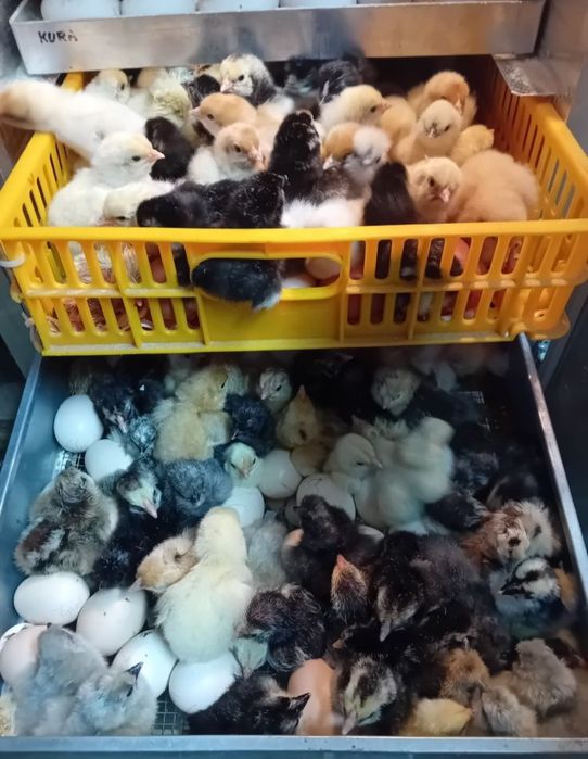 Pisklęta,marans,araucana,silka