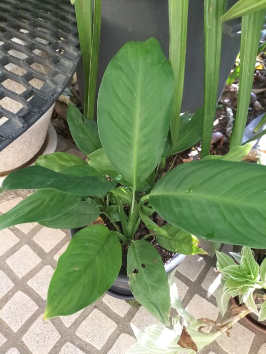 Planta Bela e verdejante