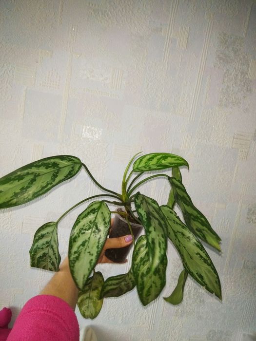 Аглаонема рослина