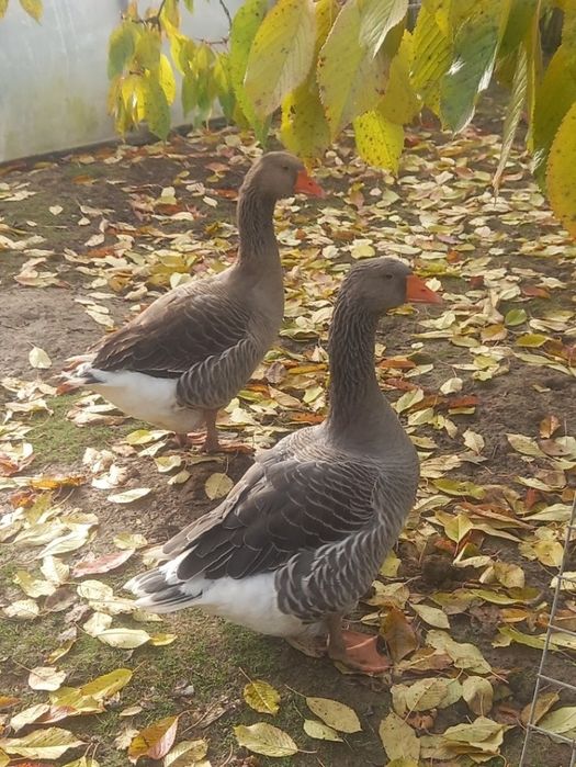 Gęsi Landes. Gąsior plus dwie gąski