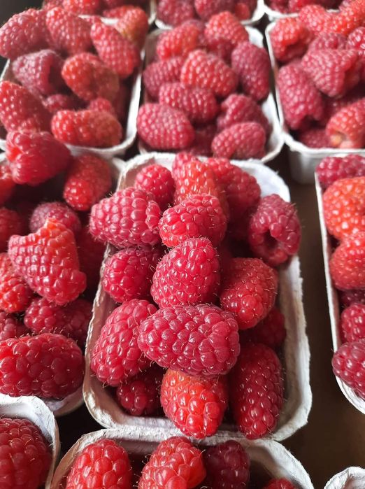 Sadzonka Maliny Letniej LASZKA