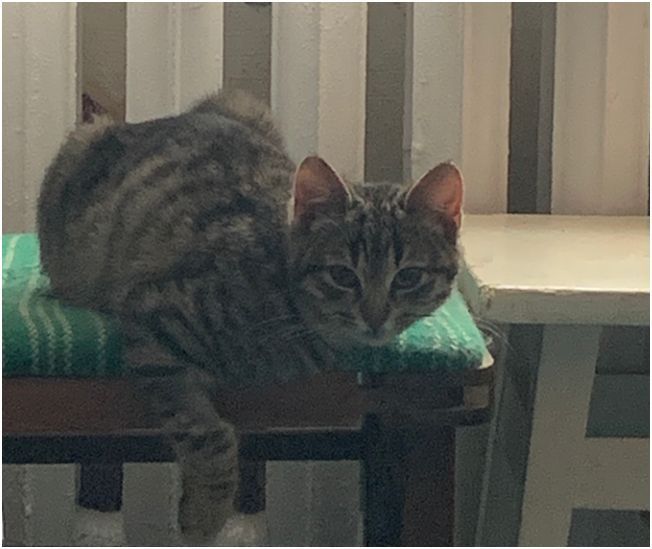 Котенок девочка бесплатно. Кошечка. Кошка. Котята. Даром.