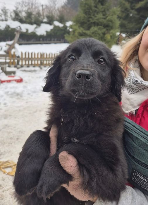 Szczeniaki do oddania