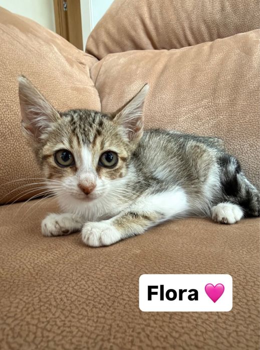 Gatinhos bebés para adocão responsável