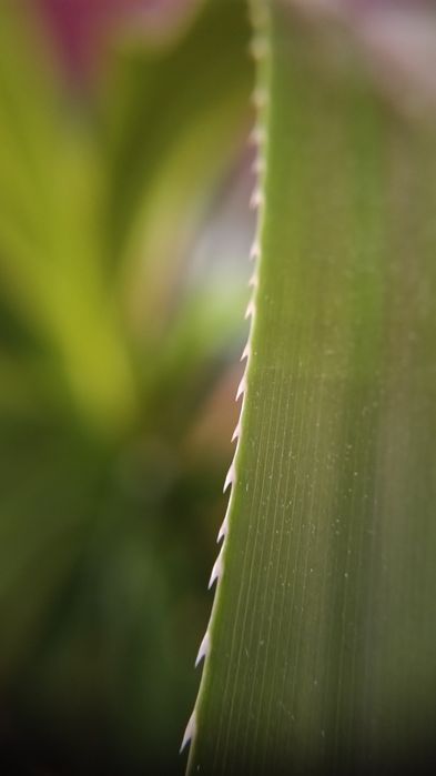 Wielki Pandanus utilis z dzieckiem!