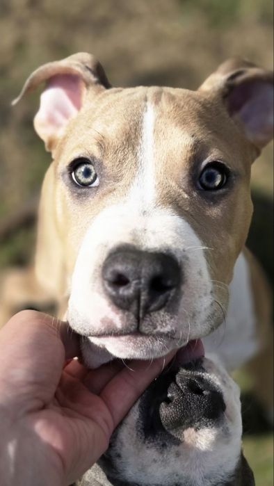 Хлопчик стафф амстафф цуценя