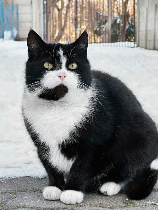 Kruszon, puchaty kocurek