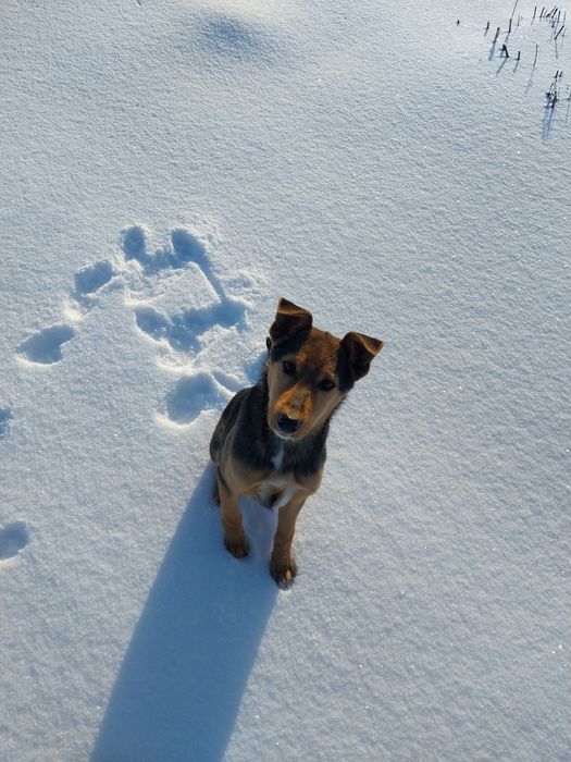 Шукаємо сім'ю найкращому песику другу