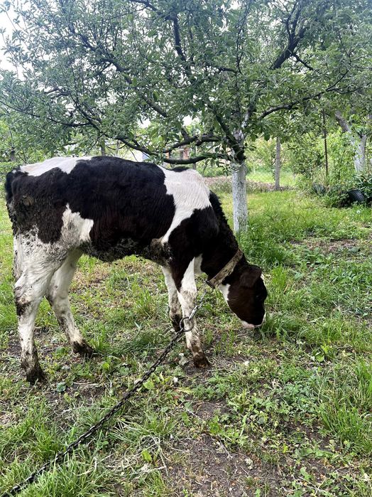 Продам молоду теличку