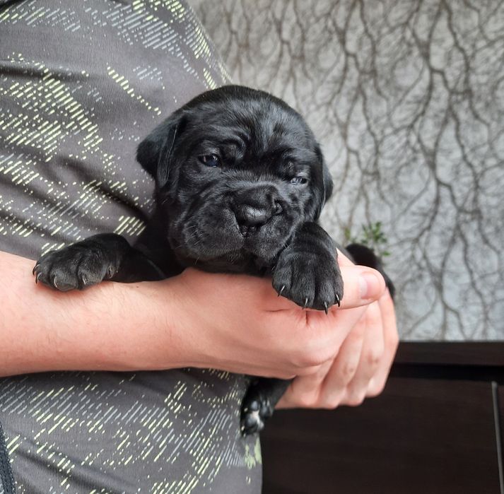 Cane Corso italiano sunia błękitna