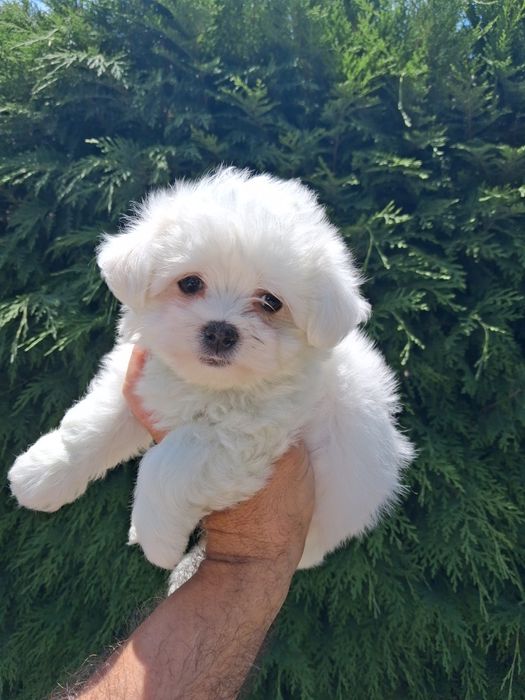 Bichon maltês fêmea