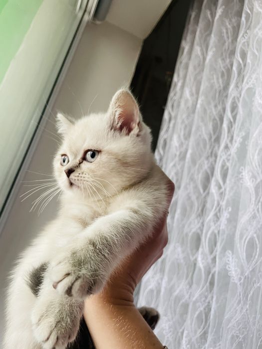 Чистокровні шотландці срібна шиншила