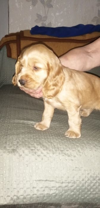 Szczeniak Cocker Spaniel