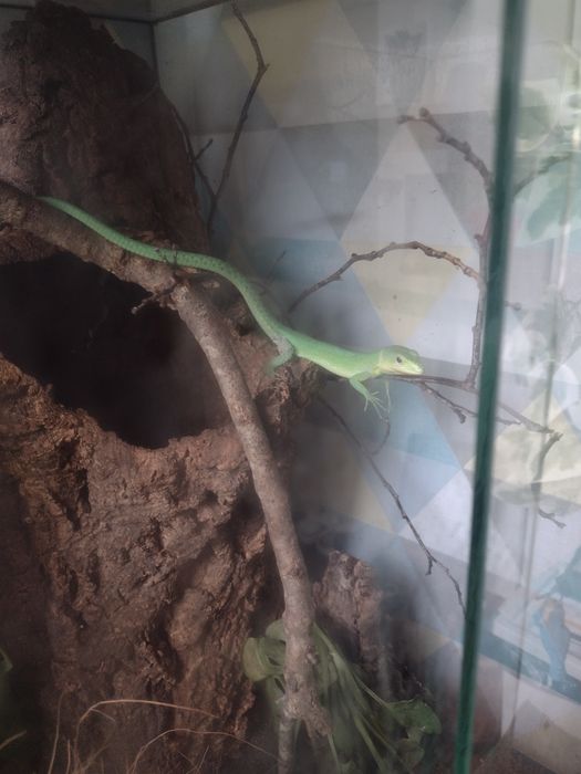Pomoc w założeniu pierwszego terrarium i akwarium