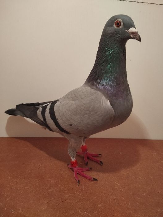 Wnuczka Benij vadanabele. Gołębie pocztowe