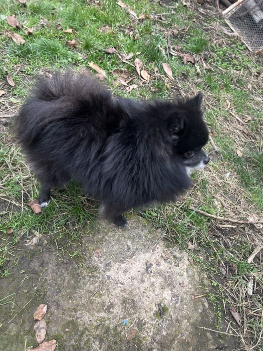 Красунчик Марсель — померанський шпіц шугая дівчинку для в’язки