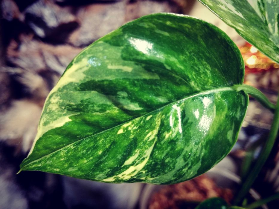 Epipremnum Pinnatum Variegata Albo PIĘKNOŚĆ monstera
