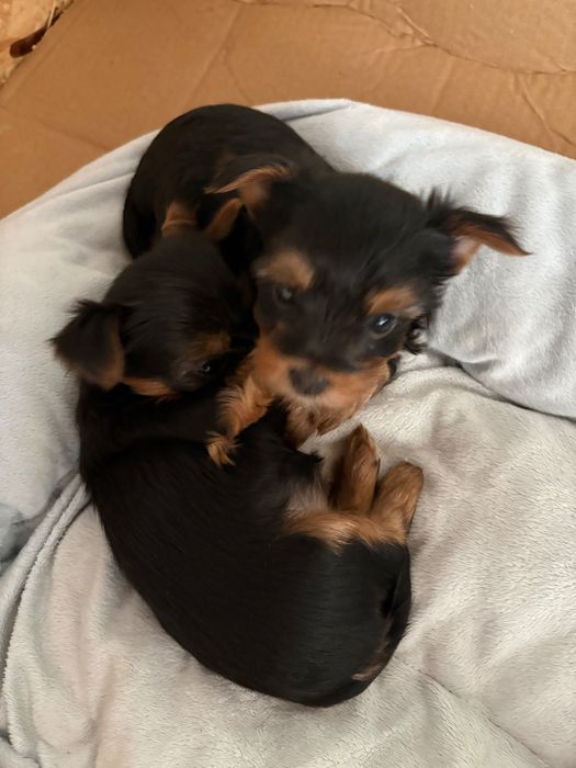 Suczka Yorkskire Terrier