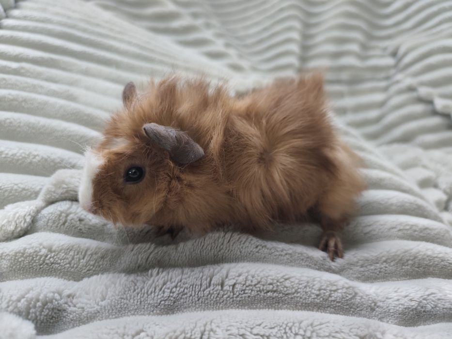 Świnka morska rozetka samczyk