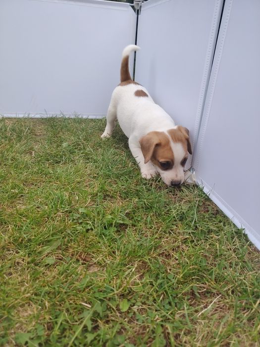 Jack Russell terrier szczenię